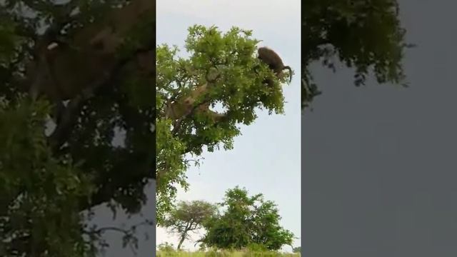 Lioness vs Baboon 🎮 ☠☠☠☠ смотреть онлайн