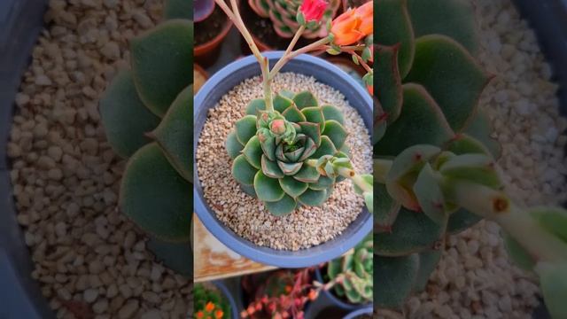 ? Echeveria "Fabiola", un híbrido rígido entre E. Derenbergii y E. Purpusorum. ????????? смотреть онлайн