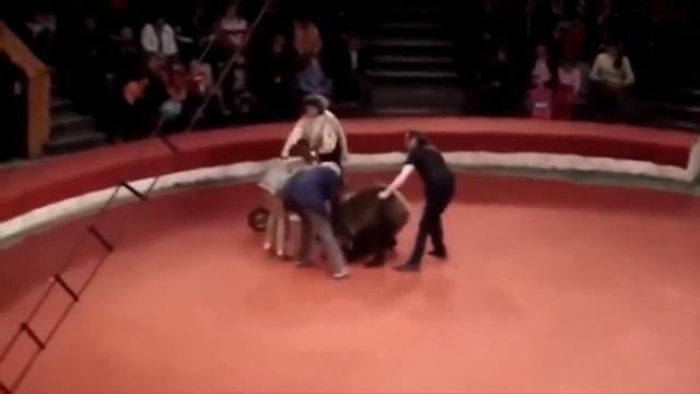 НАПАДЕНИЕ ЖИВОТНЫХ В ЦИРКЕ смотреть онлайн