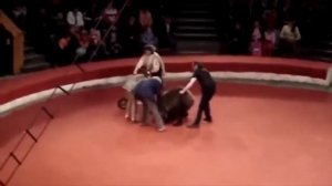 НАПАДЕНИЕ ЖИВОТНЫХ В ЦИРКЕ