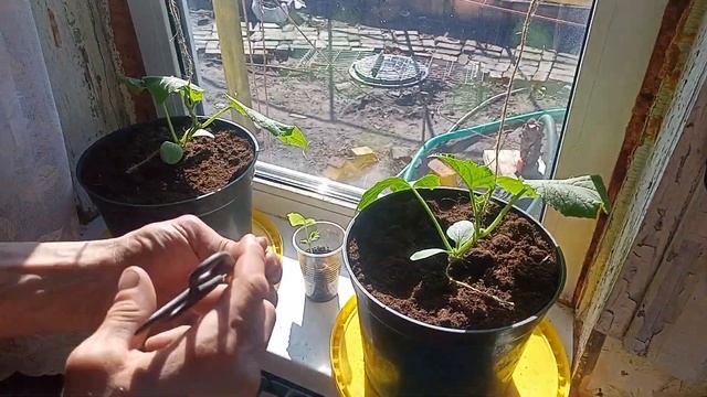 Огурцы на подоконнике 25 дней со дня посадки. смотреть онлайн
