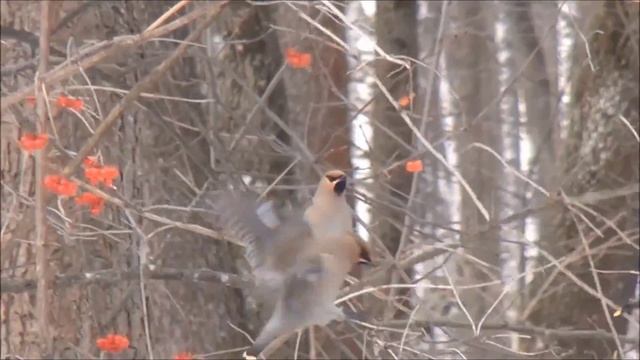 Свиристели 1 смотреть онлайн
