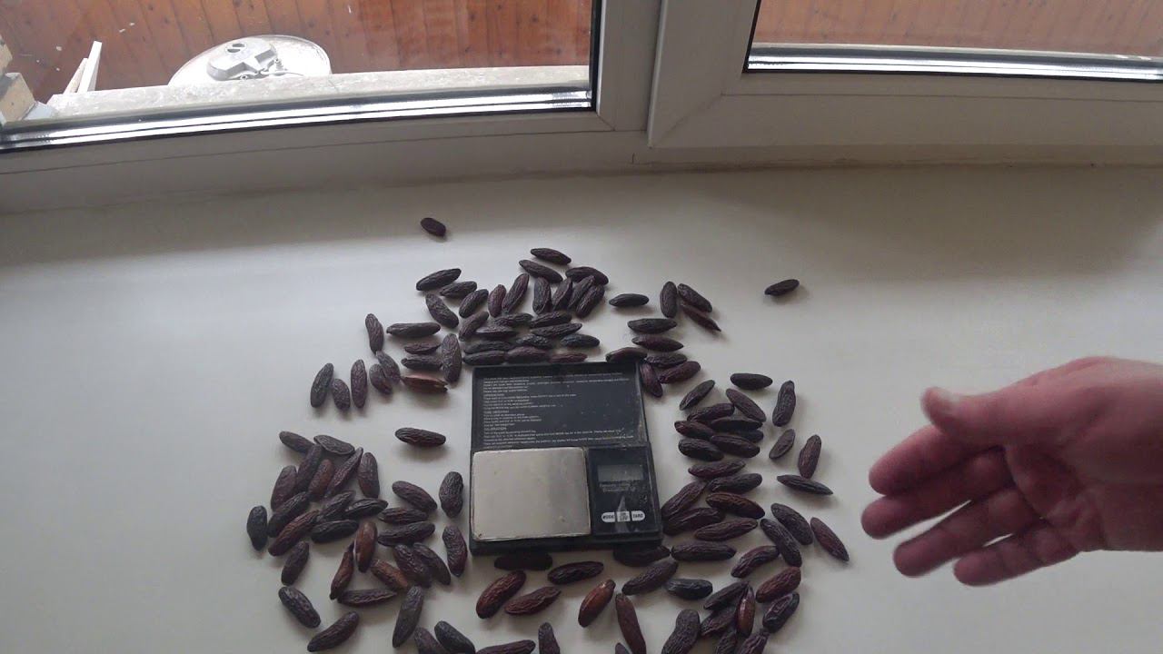 Серрапия. Старт продаж. смотреть онлайн