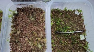 ПАПОРОТНИКИ ИЗ СПОР | МОЙ ОПЫТ ВЫРАЩИВАНИЯ