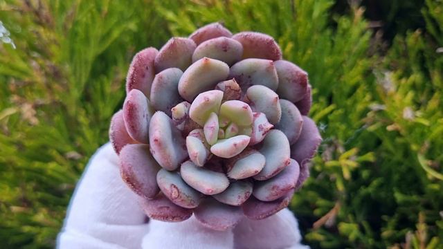 Echeveria Juliana Pink смотреть онлайн