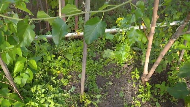 Как украсить шелковицей забор смотреть онлайн