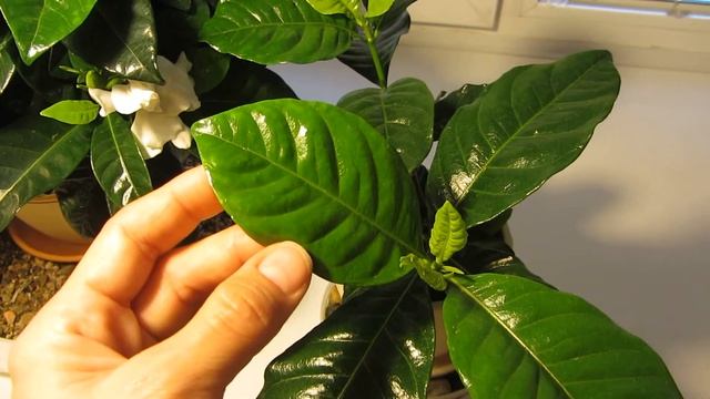 ГАРДЕНИЯ. Причины появления бедных и жёлтых листьев и способ устранения. смотреть онлайн