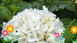 Гортензия крупнолистная Вуду. Краткий обзор, описание характеристик hydrangea macrophylla Wudu