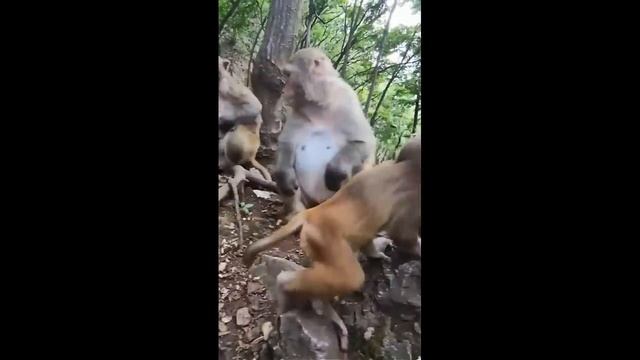 Poor Giraffe ! Lion Hunt Giraffe In Their Territory And What Happens Next? смотреть онлайн
