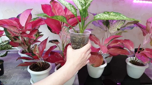 Красная красота!!Аглаонемы.Chang Daeng.Orange Goldstar.Sooksom Jaipong.Elephant Ears Reb.Полив,уход