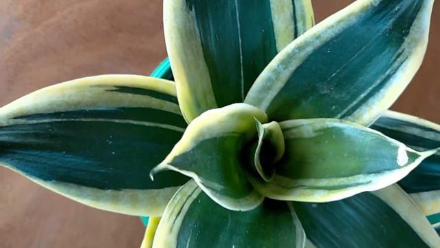 BIRD'S NEST SANSEVIERIA  COLLECTION
