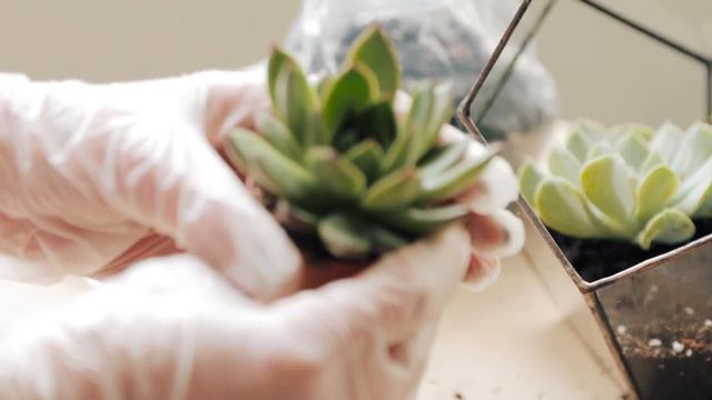 Roslynka / Зроби Рослинку / Instruction Video