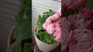 Сравнение в полном роспуске пеларгонии Denise Sutarve и Fischers Appleblossom rosebud.