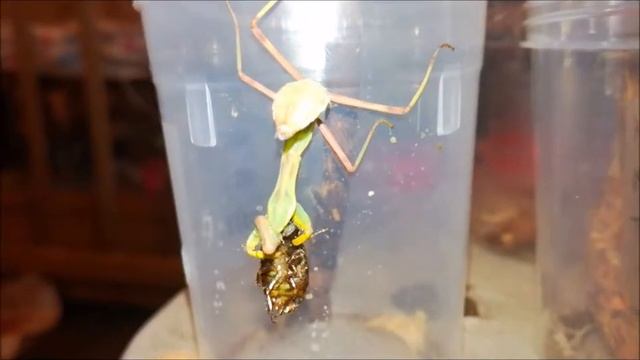 Богомолы в столовке,  Артурка растёт. Mantis Eat.