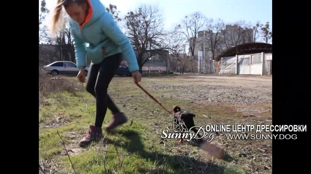 Как просто отучить собаку реагировать на других собак? смотреть онлайн