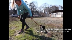 Как просто отучить собаку реагировать на других собак?