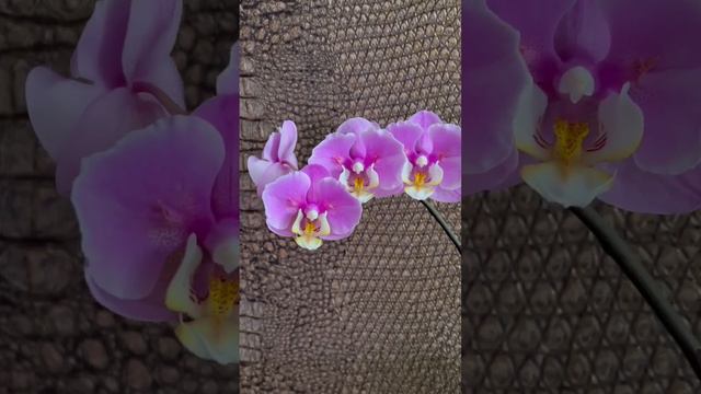 Орхидея бабочка Taisuco Anna 🦋 смотреть онлайн