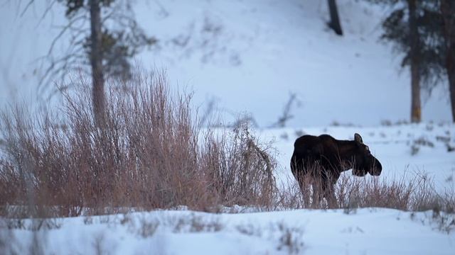 YELLOWSTONE | Wildlife Photography - Bison, Elk and Moose - ep.2 смотреть онлайн