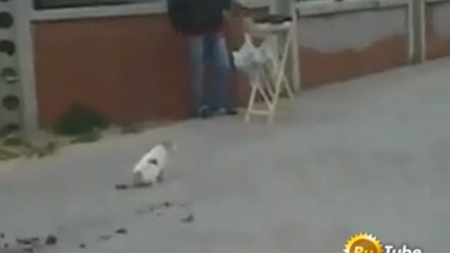 Кошка обломалась смотреть онлайн