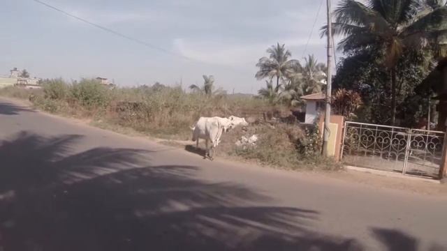 Коровы в Индии, зачем они нужны. смотреть онлайн