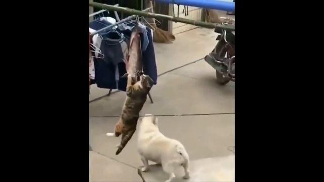 Cats Funny Moment ?? Amazing Cats #cats смотреть онлайн