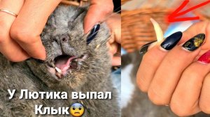 Пора делать Рентген Лютику, но  нигде его НЕТ 5 часть про Сбитого машиной кота.