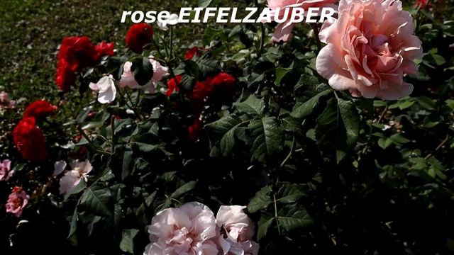 Eifelzauber Rose (Kordes) and Matthias Claudius Rose (Rosen Tantau). смотреть онлайн