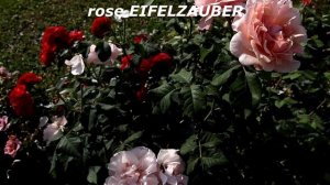 Eifelzauber Rose (Kordes) and Matthias Claudius Rose (Rosen Tantau).