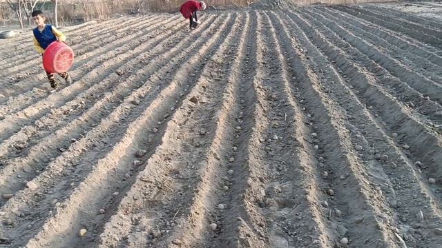 Как быстро сажать картошку под мотоблока, очень легко способ.. картошка жуя олиш тез ва асон