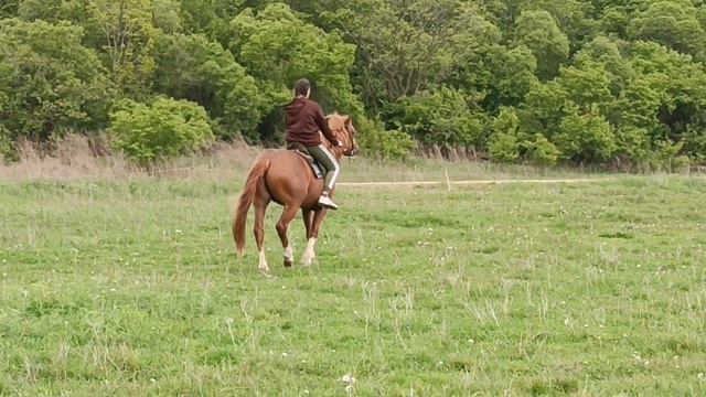 Обучаем жеребца смотреть онлайн