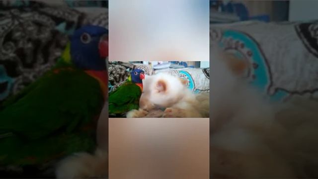 Попугай Лори играть с кошкай смотреть онлайн