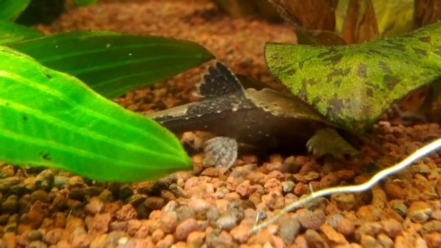 Bunocephalus coracoideus (Banjo Catfish) смотреть онлайн