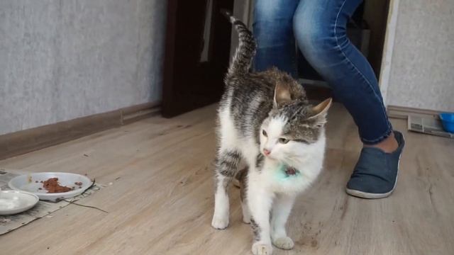 Спасение котика с раной на шее. Кушаем после ветеринарной клиники / SANI day смотреть онлайн