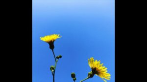 Sunbyonic - Altertogether