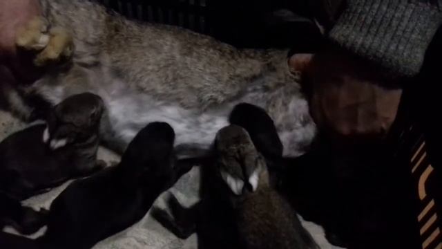 Как кормит крольчиха, когда отлучены крольчата. смотреть онлайн