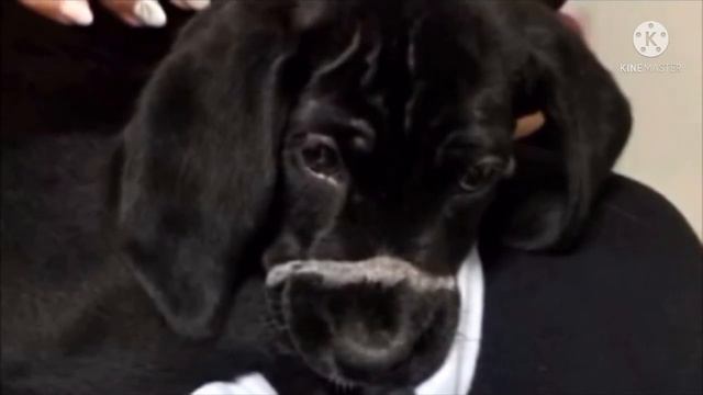 Что-то белело на мордочке щенка …Когда девушка подошла ближе, то была потрясена…