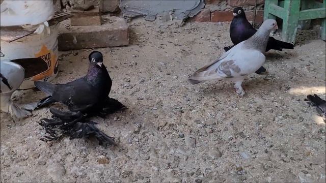 Сельские голуби. 25 06 2023 года, полёт - обзор голубей город Новоалександровск. смотреть онлайн