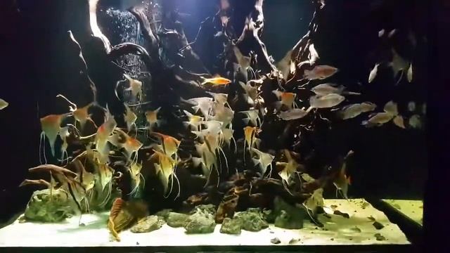 Аквариум со скаляриями и тетрами Конго от Lê Dũng смотреть онлайн