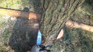 Валка сосны по ветру // Случай, когда наклон дерева не имеет значения // Stihl MS361