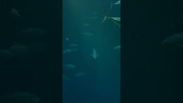 Tuna fish at Monterey bay #aquarium #fish #ocean #pacific #tuna #california #travel #adventure #se смотреть онлайн