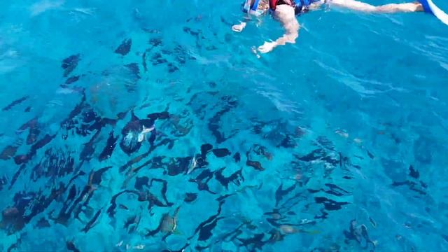 ЕГИПЕТ. БОЛЬШАЯ СТАЯ РЫБ. ХУРГАДА смотреть онлайн