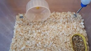 Как обустроить контейнер для джунгарского хомячка?