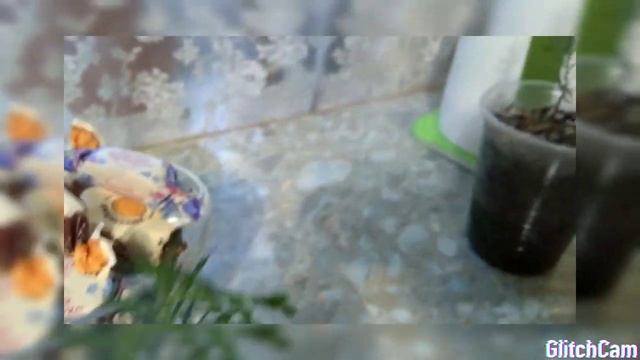 Мои голубые ели "БОНСАЙ" ??? смотреть онлайн