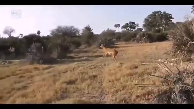 Животные помогают друг другу///// смотреть онлайн