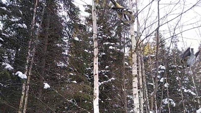 Ловля белокрылых клестов.