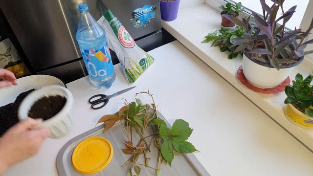 Девичий виноград.В горшке на подоконнике! смотреть онлайн