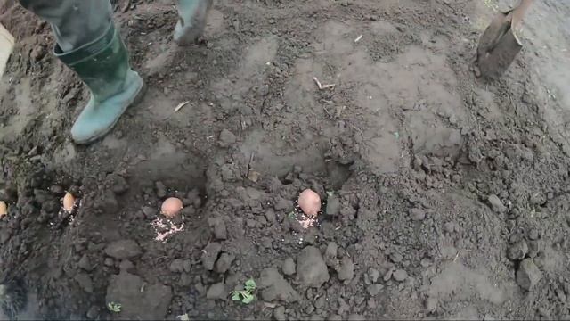 Посадка картофеля по Митлайдеру 2020 г. Метод работает. Проверено. смотреть онлайн