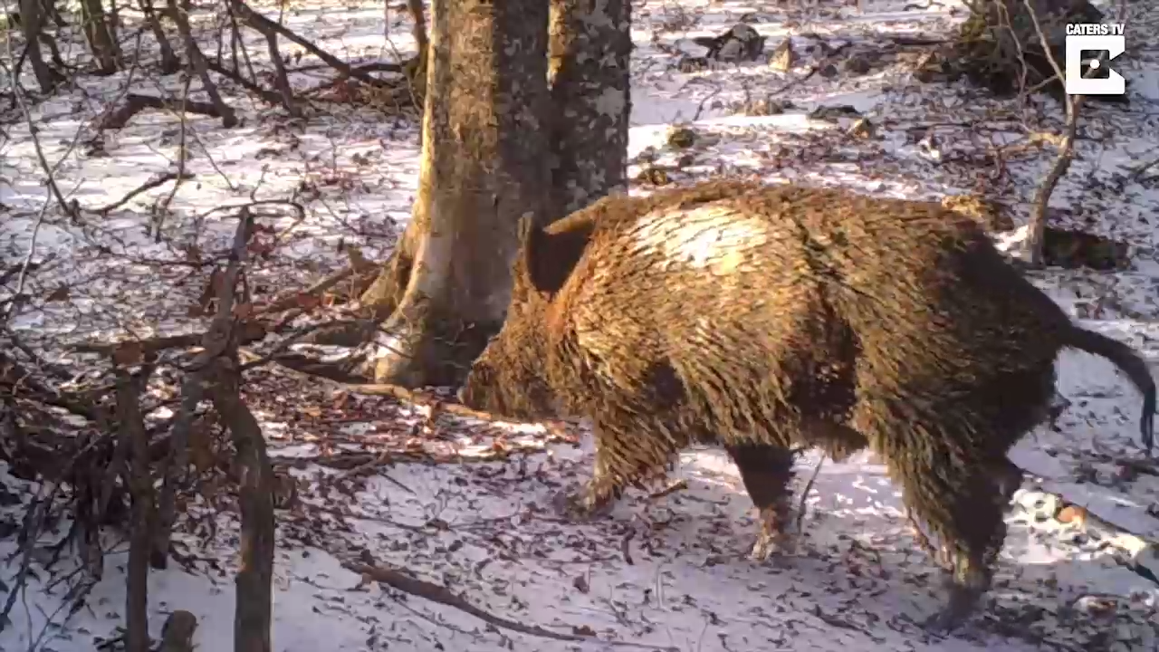 Интересная съемка дерева в лесу смотреть онлайн