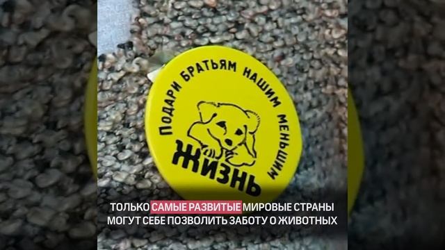 Закрепление в Конституции гуманного отношения к животным смотреть онлайн