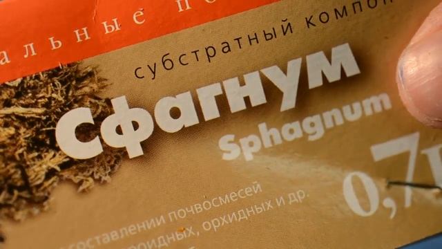 КАК САЖАТЬ СТРЕЛИТЦИЮ ИЗ СЕМЯН для начинающих. смотреть онлайн